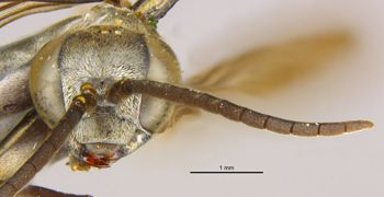 Media type: image;   Entomology 13682 Aspect: head frontal view